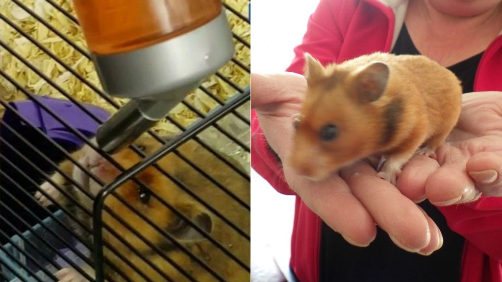 Hamster fed LSD-spiked Tizer and cannabis in Heysham