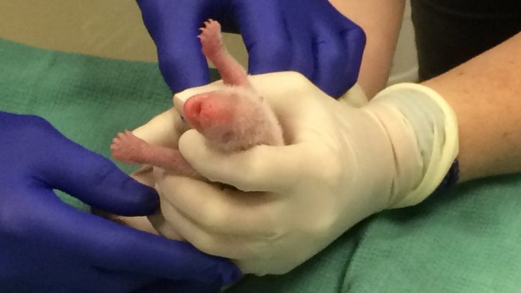 Smaller panda cub twin dies in US