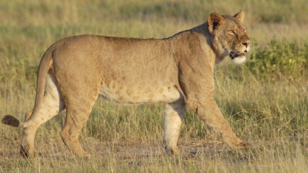 Lions and zebras being kept at UK homes