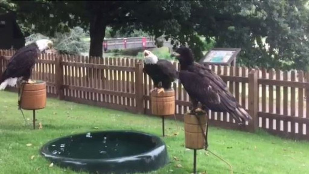 Bald eagle Henry returns to roost at Warwick Castle