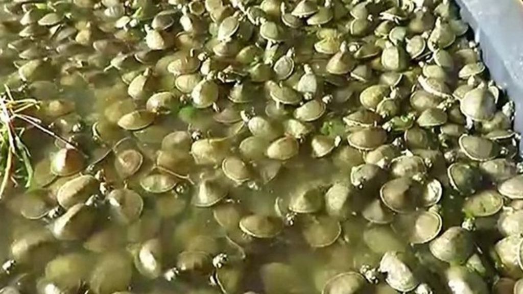 Thousands of baby turtles released into Peruvian Amazon