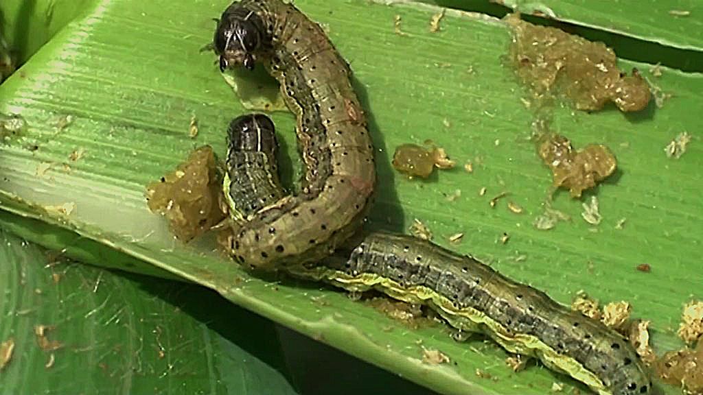 Air force versus 'armyworms' in Zambia