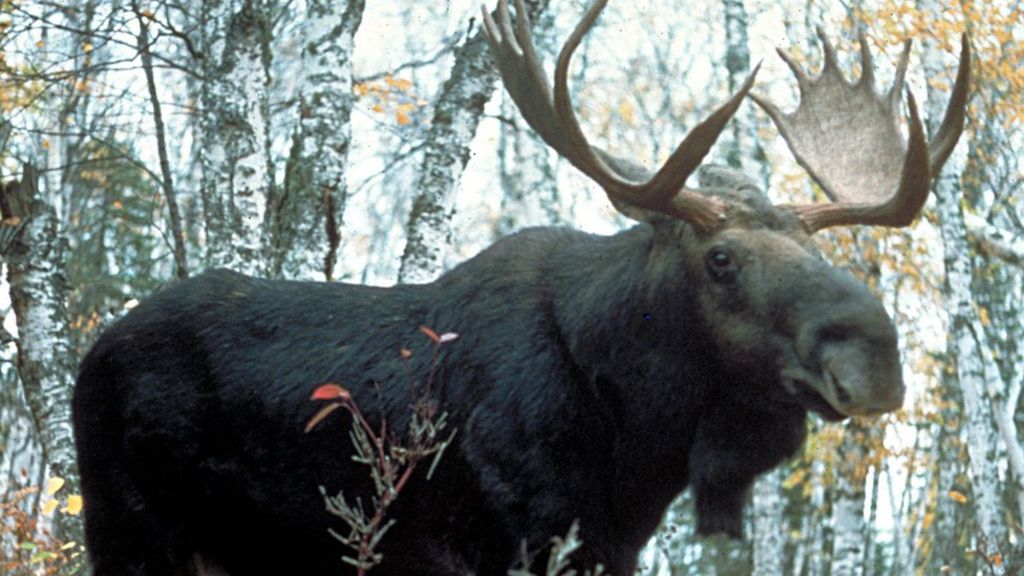 Canadians Warned About Car Licking Moose Bbc News
