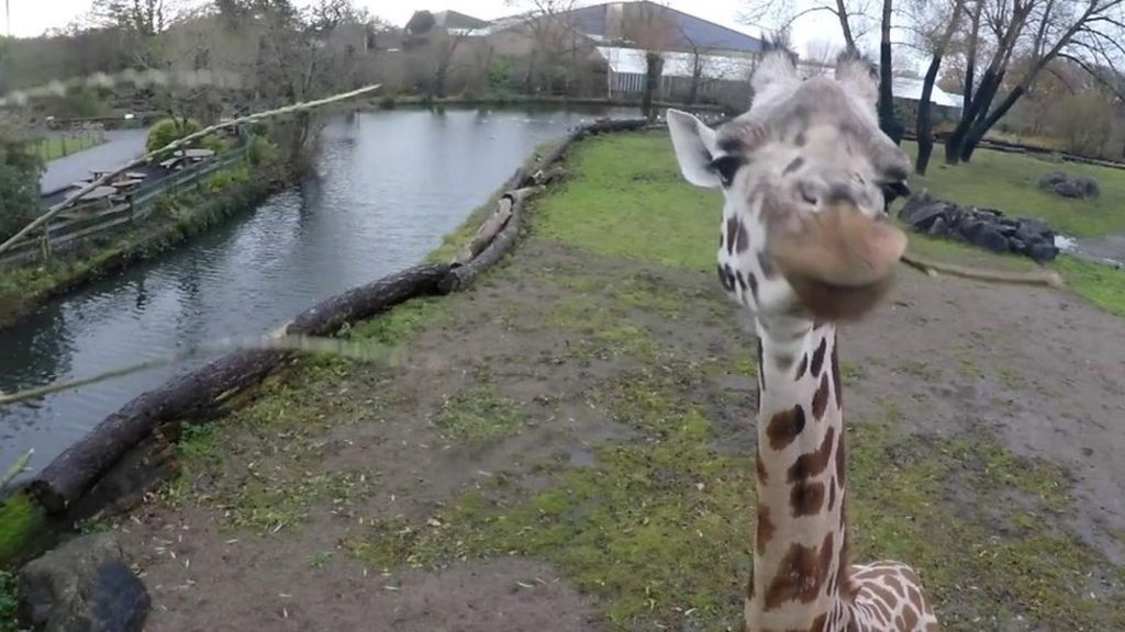 Giraffes added to vulnerable list