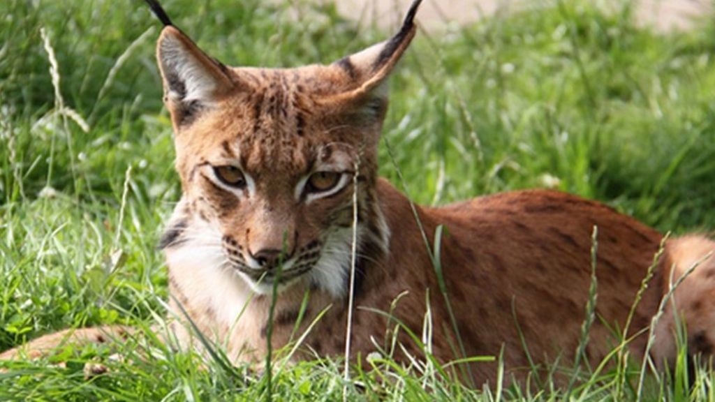 Lynx wild cat in Dartmoor Zoo escape alert BBC News