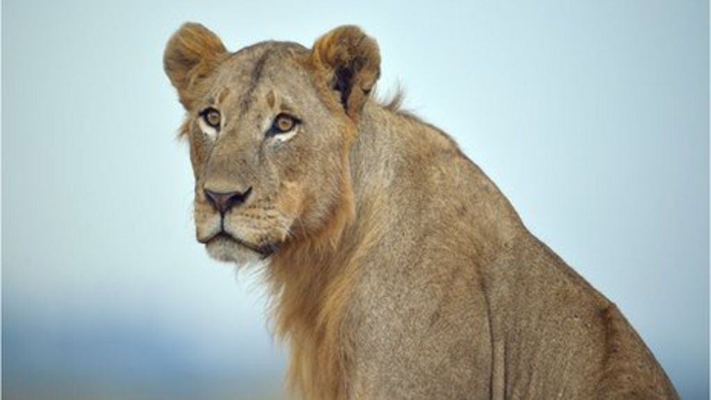 Lions likely to gain new protection