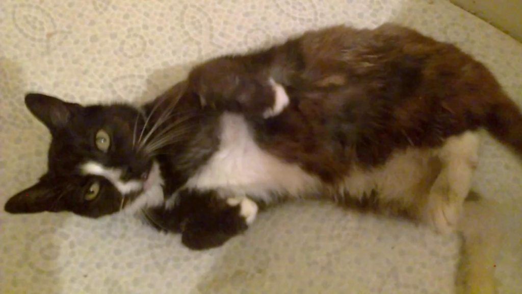 Missing London cat found in Paris after eight years