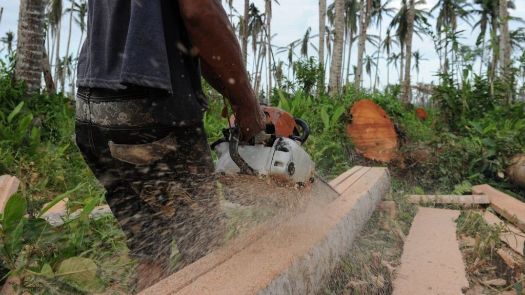 EU 'ineffective' on illegal logging