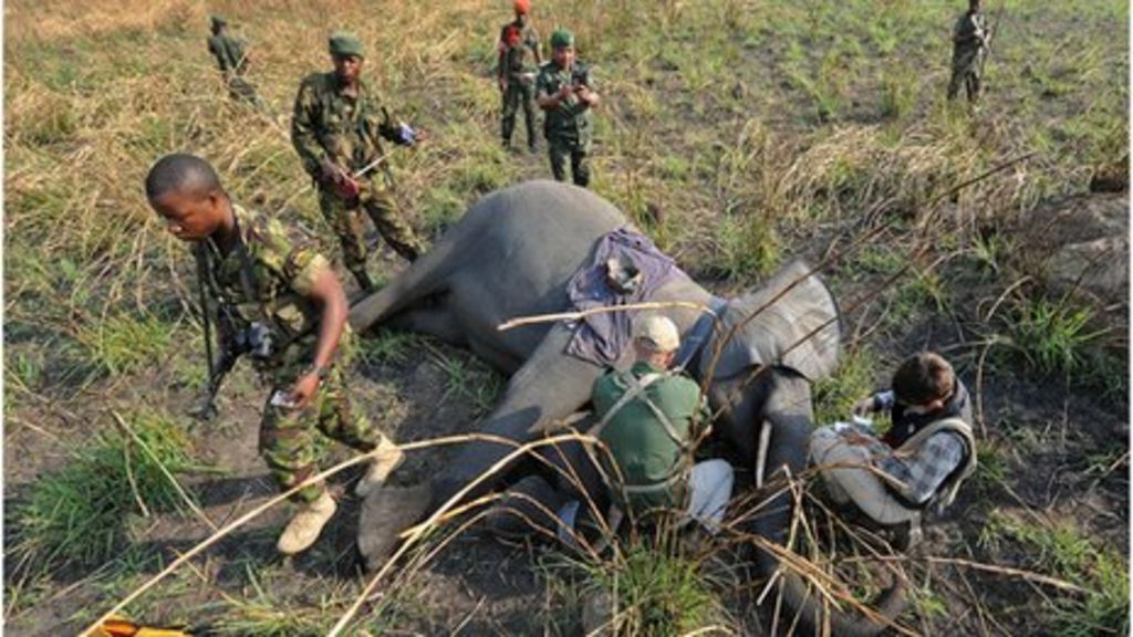 Less poaching but elephants decline