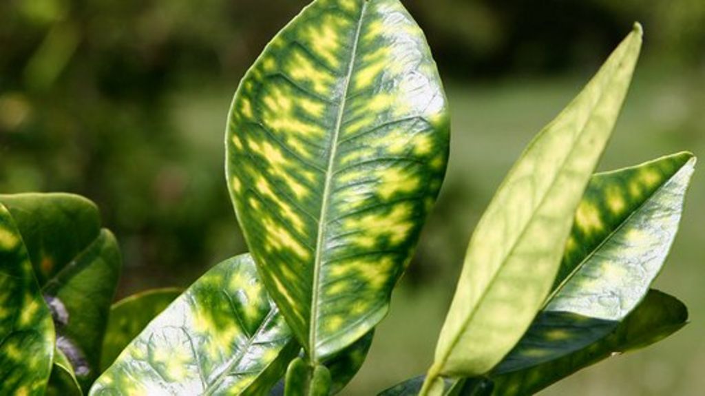 Oranges bug 'hacks insect behaviour'