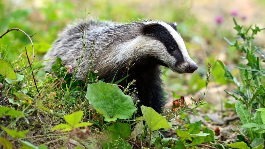 Dead deer left on the doorstep of badger campaigner
