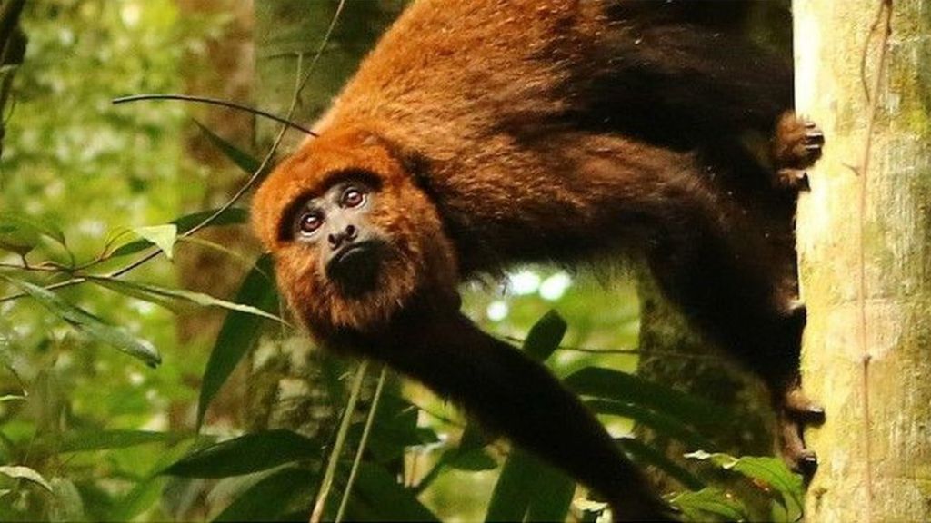 Howler monkeys return to Rio forest