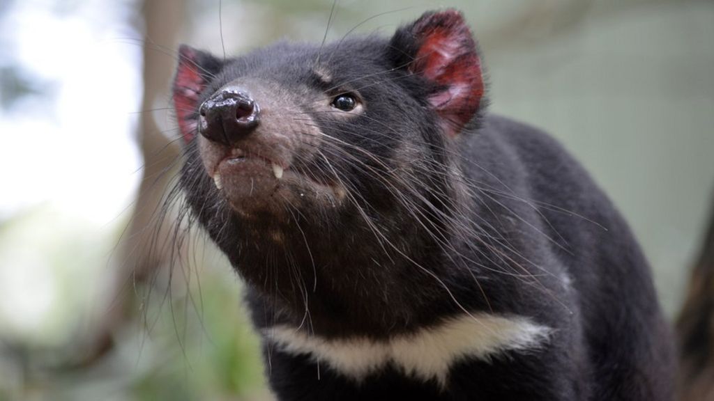 Tasmanian devil DNA shows signs of cancer fightback