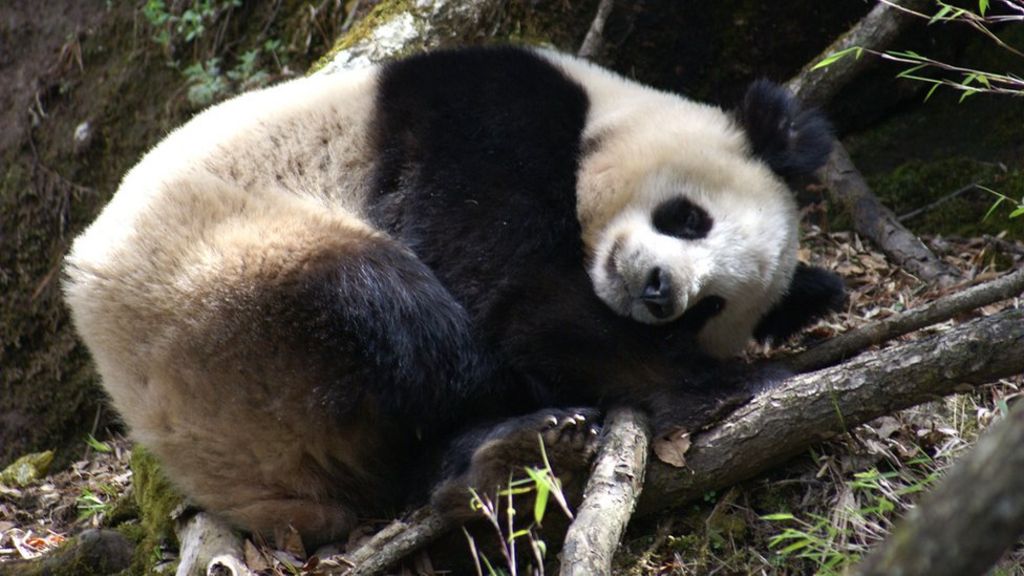 Lazy lifestyle key to panda survival