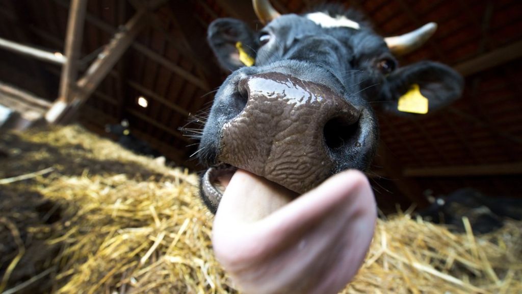 Tunisian gamers win a cow