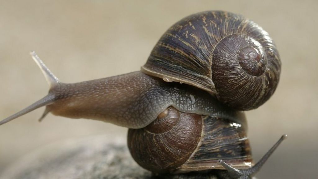 Jeremy the snail finds 'lefty' love after appeal
