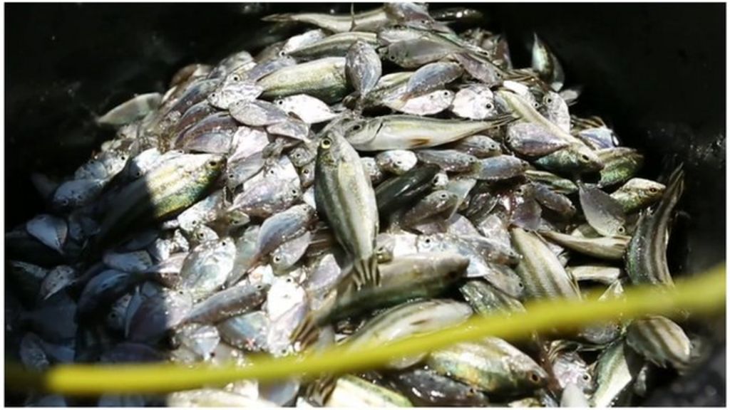 VIDEO: Indonesia blows up boats to tackle illegal fishing