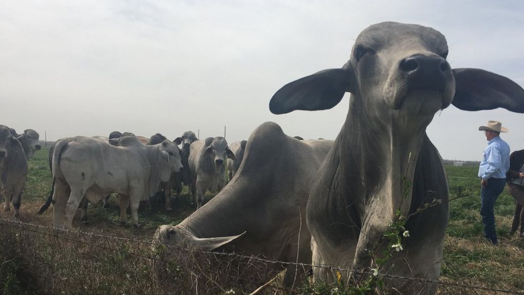 Trouble on the ranch
