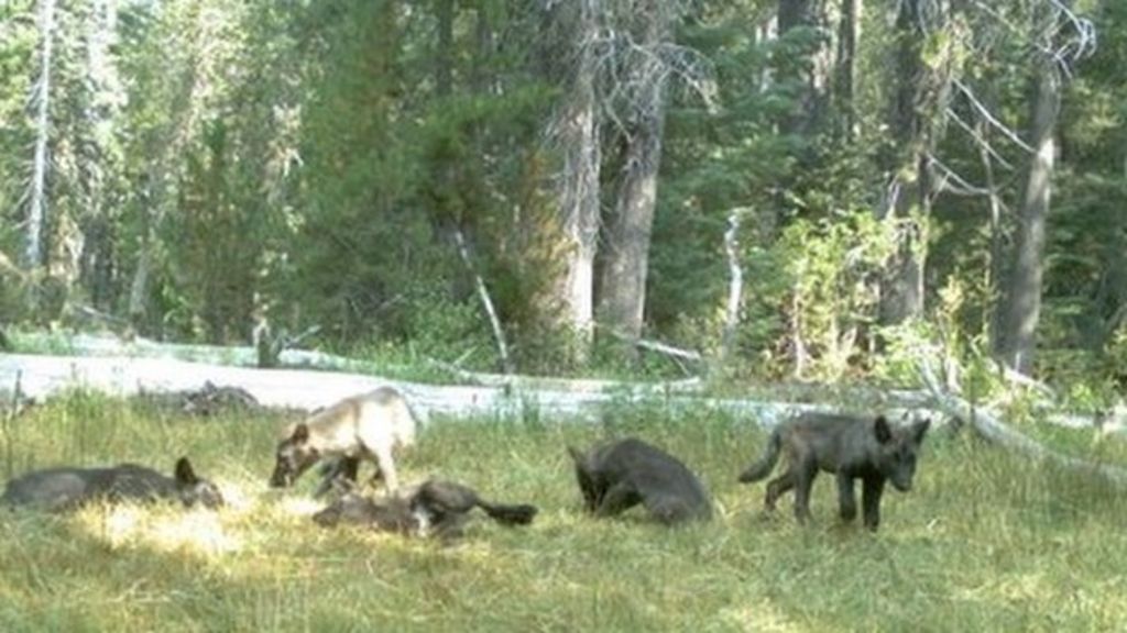 Rare wolf pack spotted in California