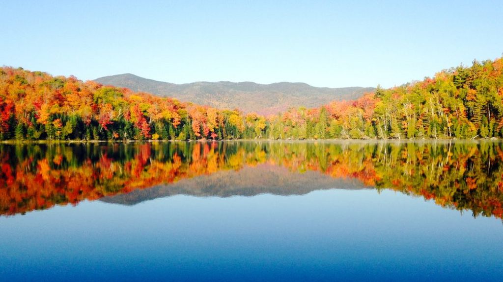 Earth's trees number 'three trillion'