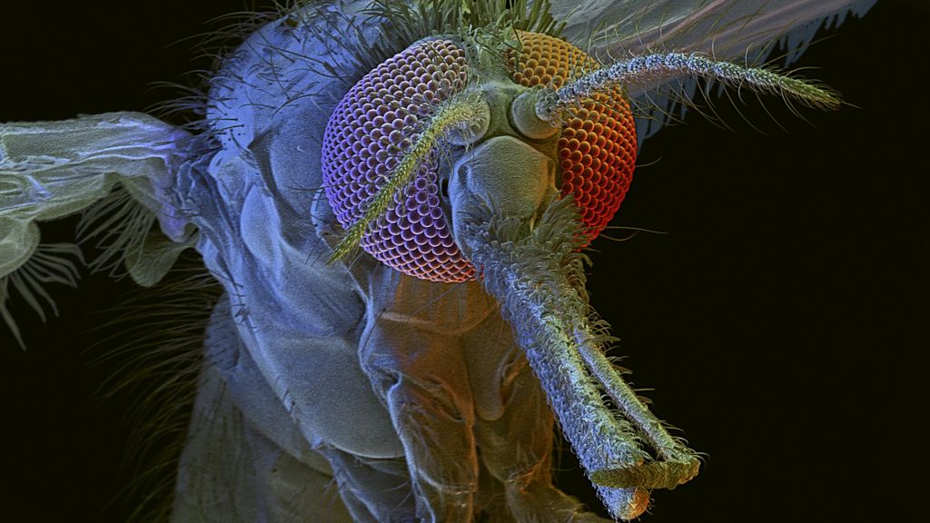 Malaria resistance 'unable to spread'