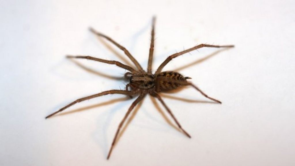 giant-house-spiders-heading-indoors