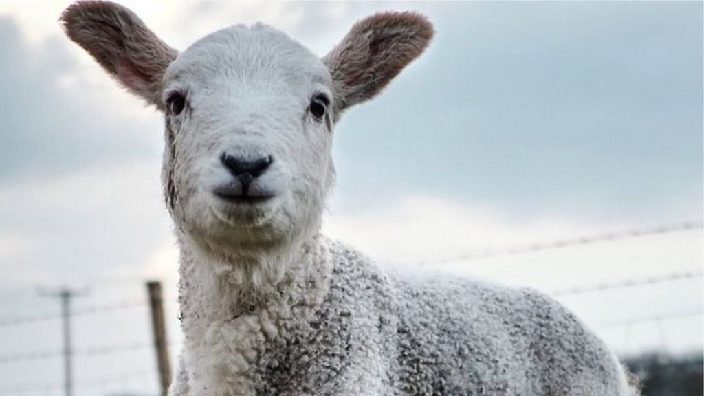 Baa-rilliant app assists in lamb rescue