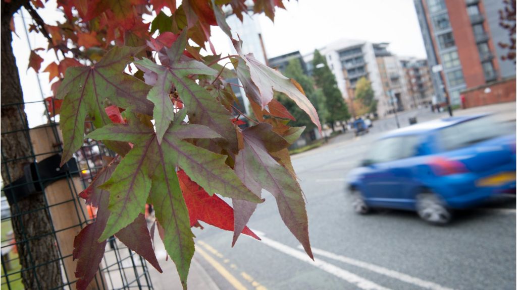Project aims to grow a 'city of trees'