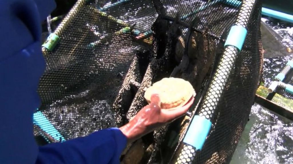VIDEO: China's new year helps abalone sales