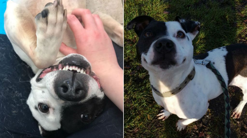 Hermaphrodite dog at Coventry RSPCA can't find home - BBC News