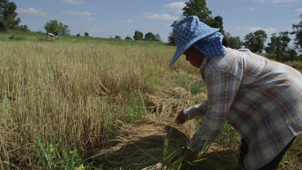 Can Thailand's rice farmers survive low prices?