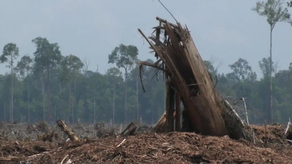 Battling deforestation in Indonesia BBC News