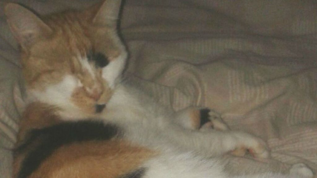 Cat's leg removed after 'air rifle attack' in Nottingham
