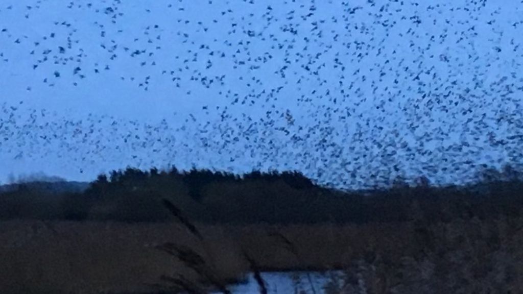 half a million starlings join murmuration on somerset half a million starlings join murmuration on somerset