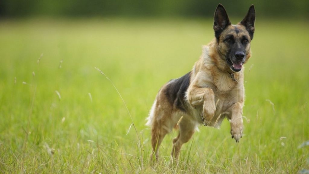 Ticks found on 'one third' of dogs, researchers say