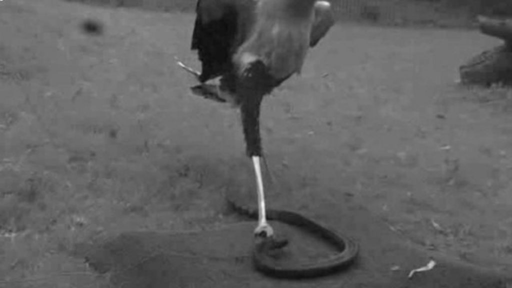VIDEO: 'Ninja eagle' kicks like a mule