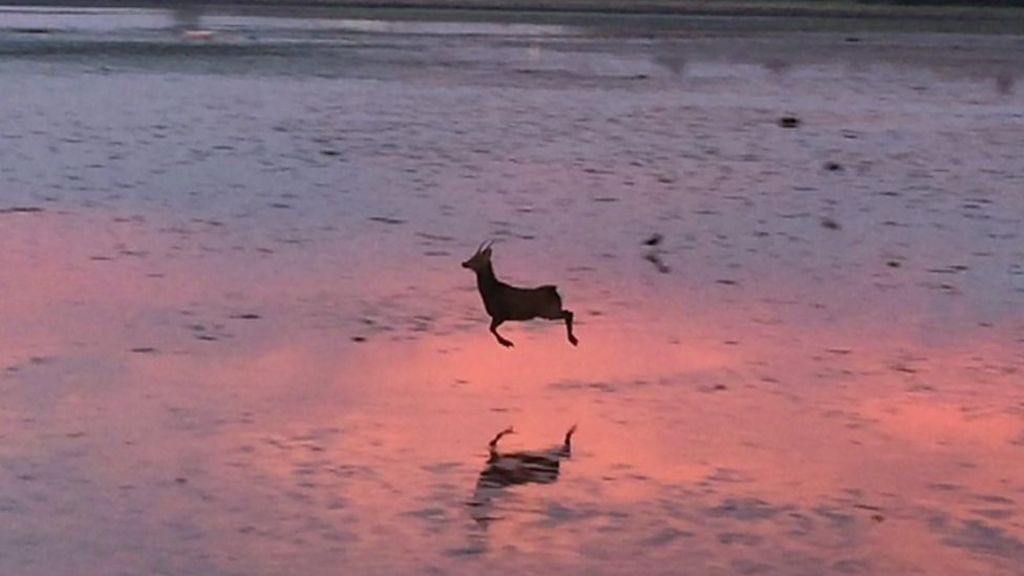 Bouncing deer spotted by walker on beach in Poole