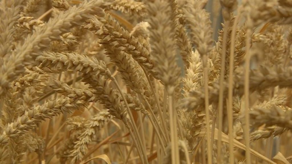 UK GM wheat 'does not repel pests'