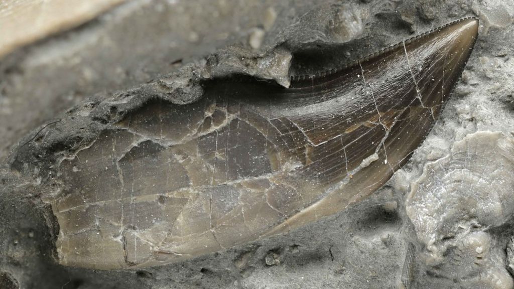 Welsh dinosaur named 'dragon thief'