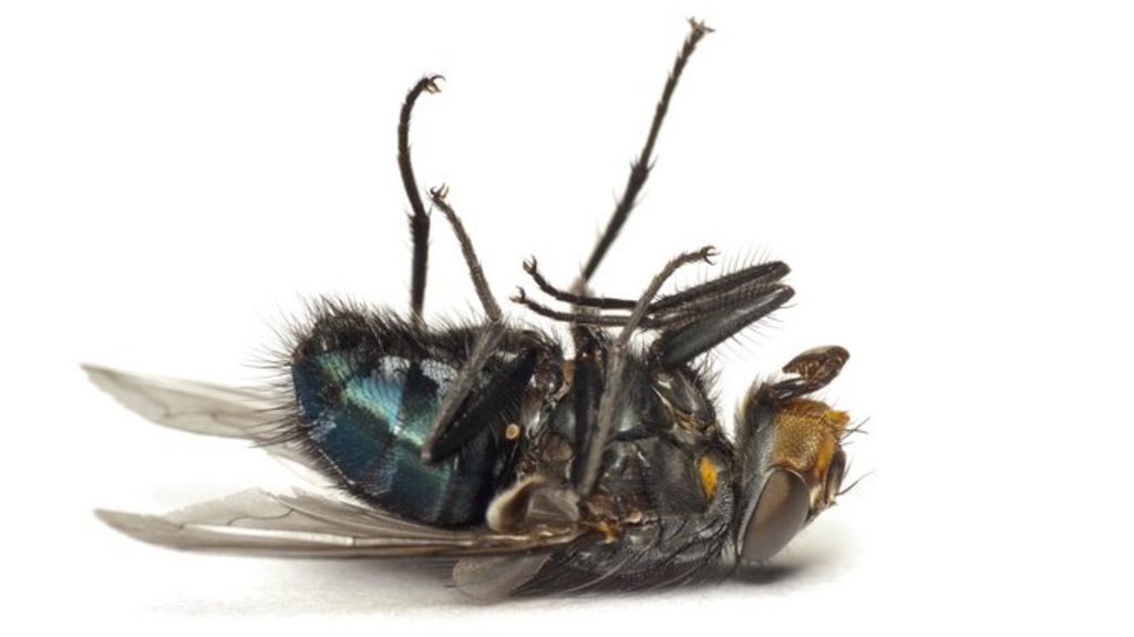 Could online bug hunting make me rich?