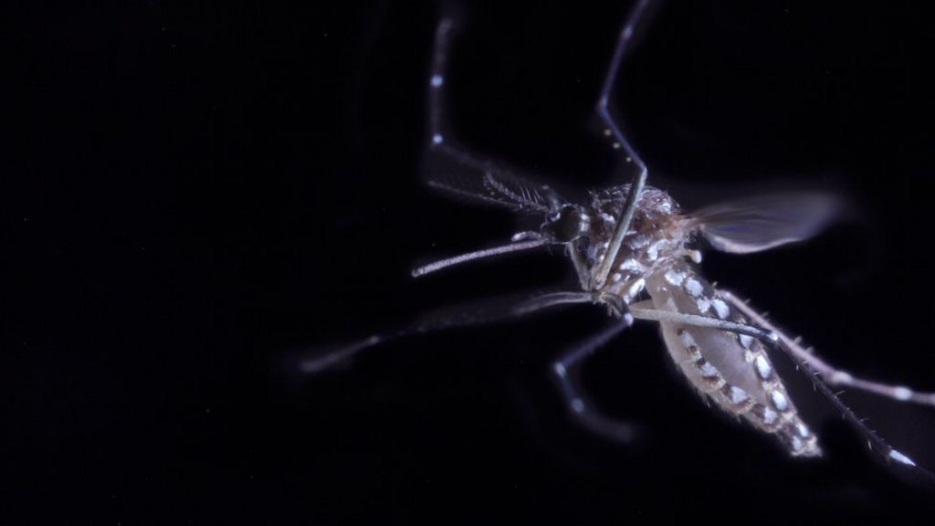 How mosquitoes zero in on hot bodies
