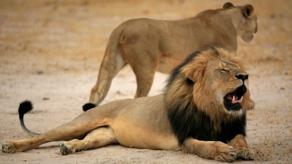 Hunter bailed over Cecil the lion