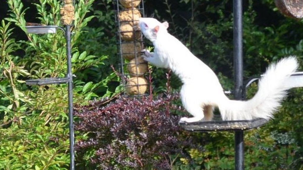 Have you ever seen one of these?