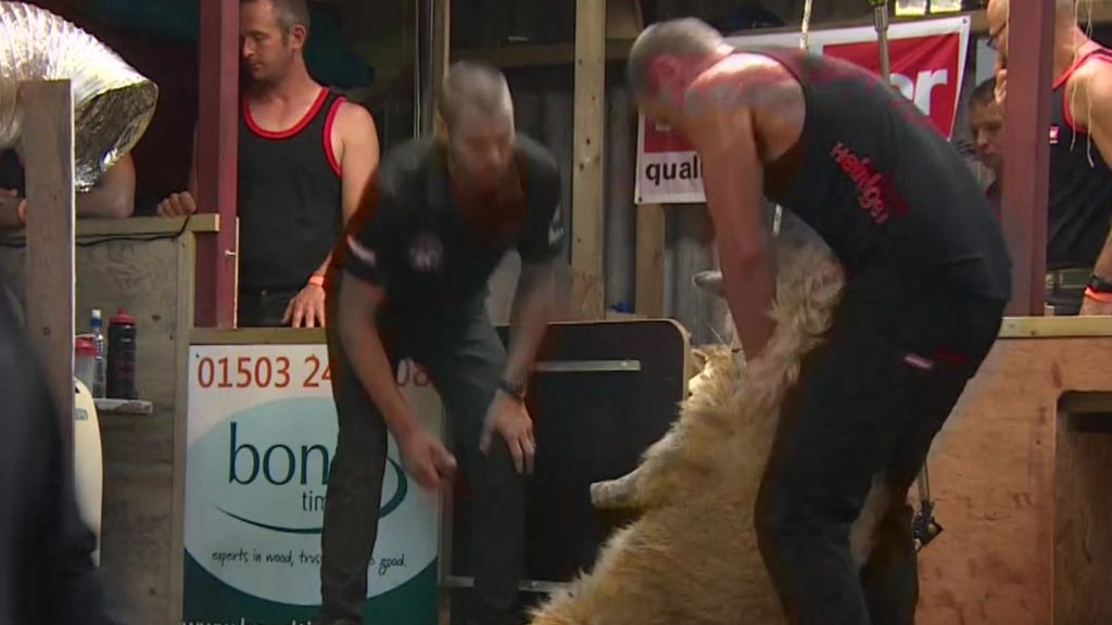How to shear a sheep in 44 seconds