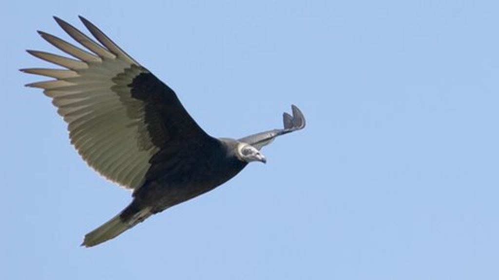 Vultures in a flap over turbulence