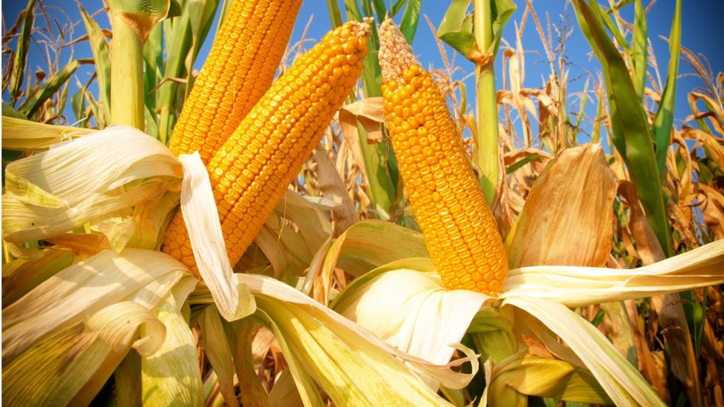 Ancient corn cob shows how maize conquered the world