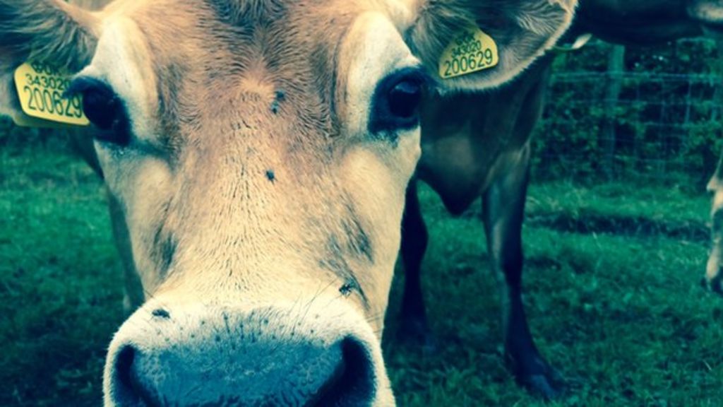 Farmers announce milk 'action plan'
