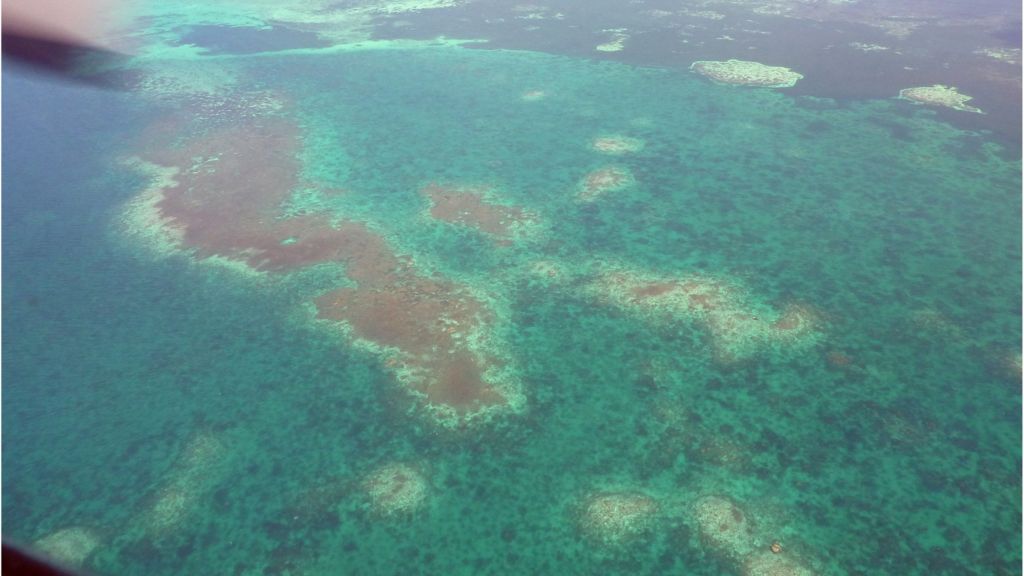 'Devastating' coral loss in South China Sea - scientists