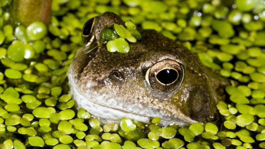 Garden ponds 'playing role' in frog disease spread BBC News