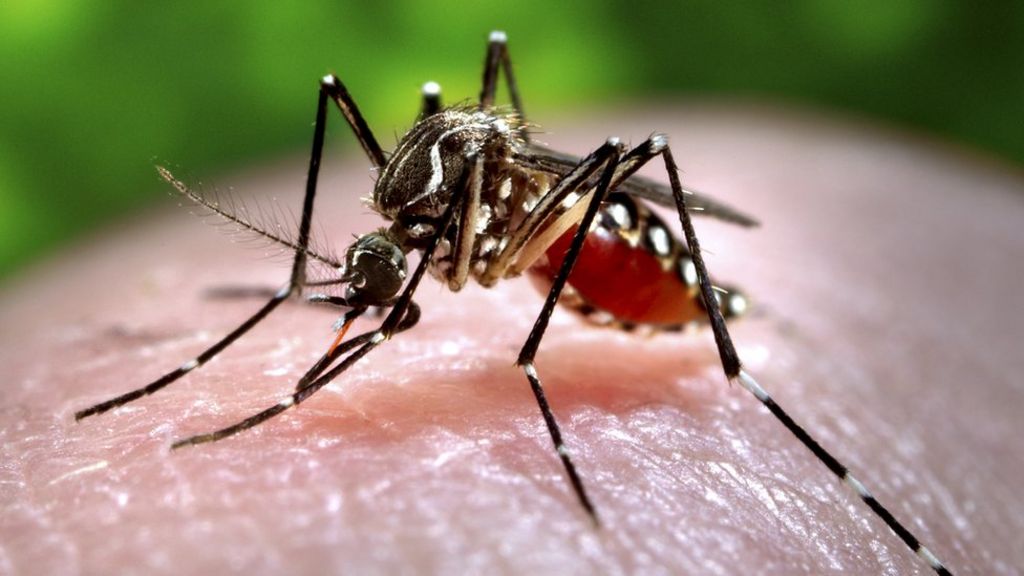 Florida polls split on GM mosquitoes